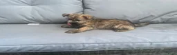 Cairn Terrier dogs for sale: Cairn terrier puppy’s  - Advert 7