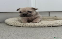French Bulldog dogs for sale: French bulldog puppies  - Advert 12