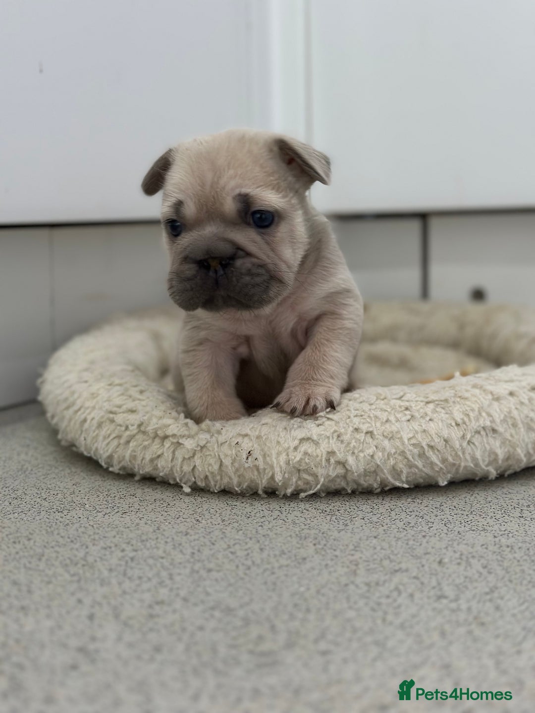 French Bulldog dogs for sale: French bulldog puppies  - Advert 12