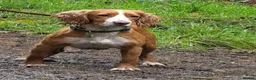 Mixed Breed dogs for sale: Cockalier puppies for sale DEPOSIT SECURES - Advert 5