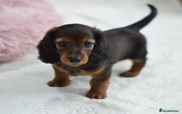Miniature Dachshund dogs for sale: Gorgeous Longhair Miniature Dachshund Girls - Image 11