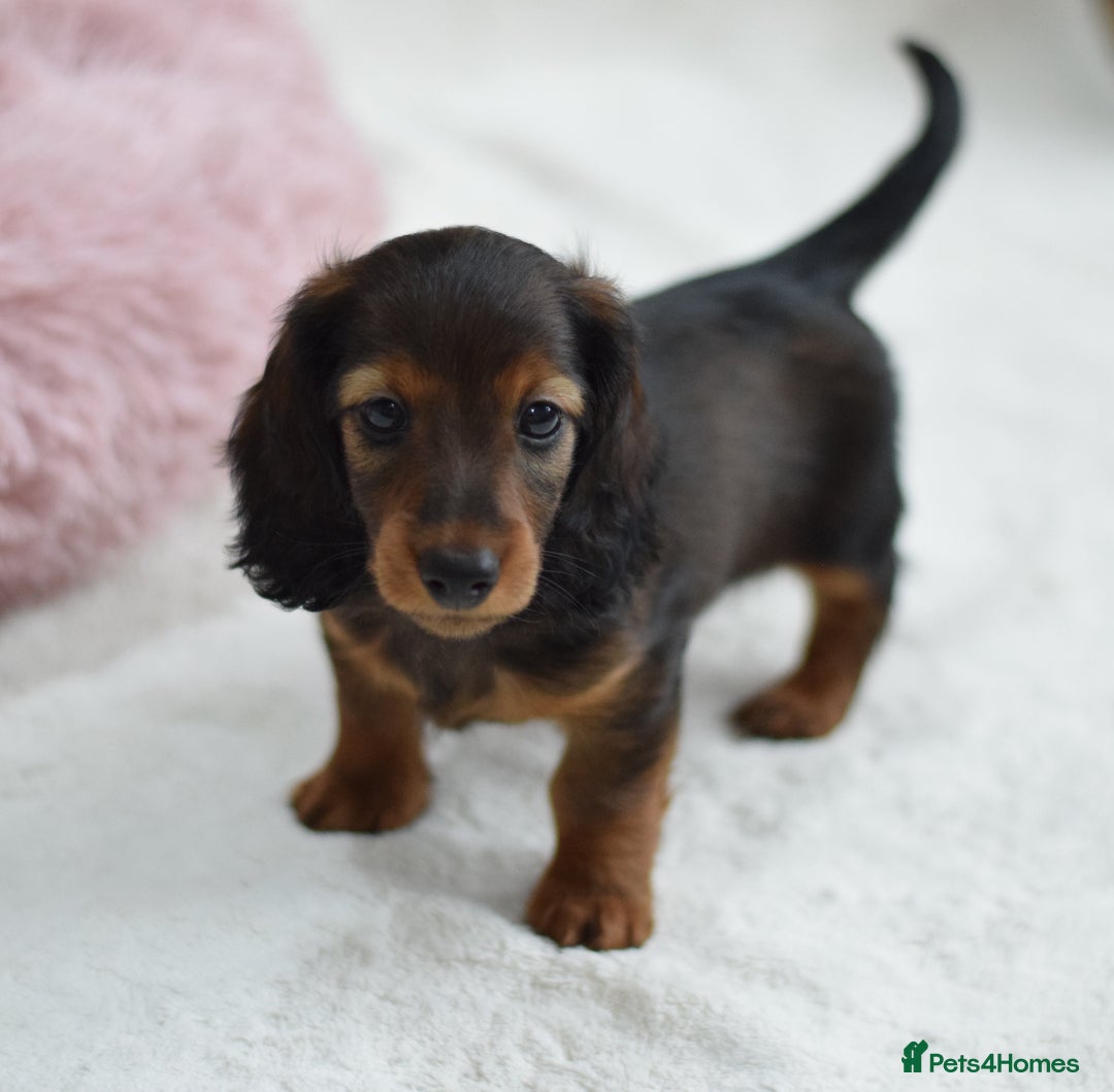 Miniature Dachshund dogs for sale: Gorgeous Longhair Miniature Dachshund Girls - Image 11