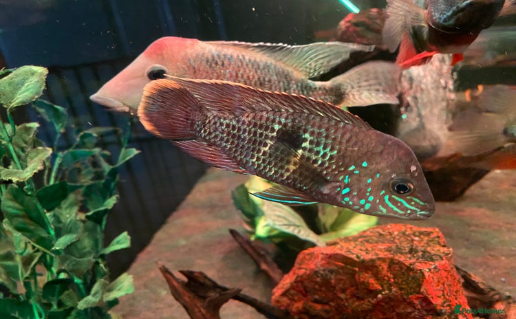 Cichlids fish - Advert 10