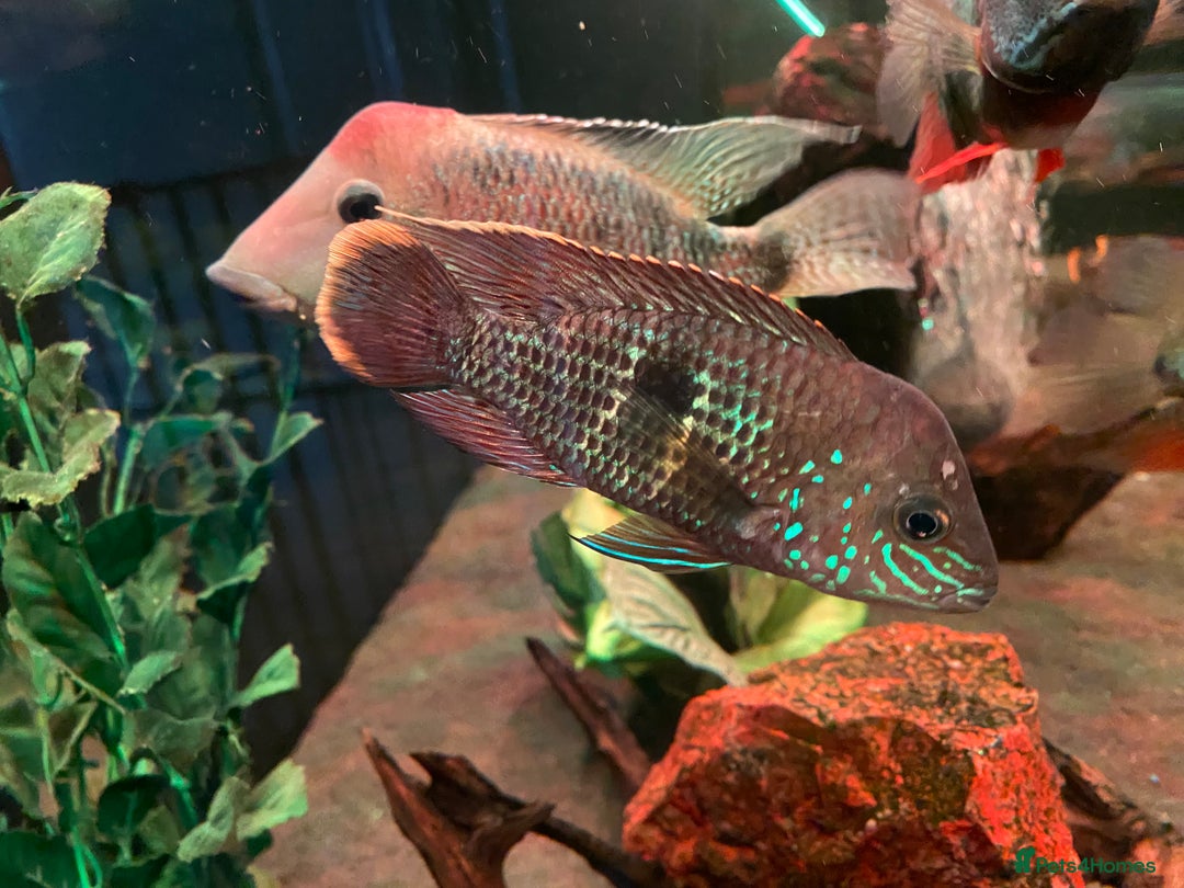 Cichlids fish for sale: Green Terror (Gold Saum variant) for sale - Image 1