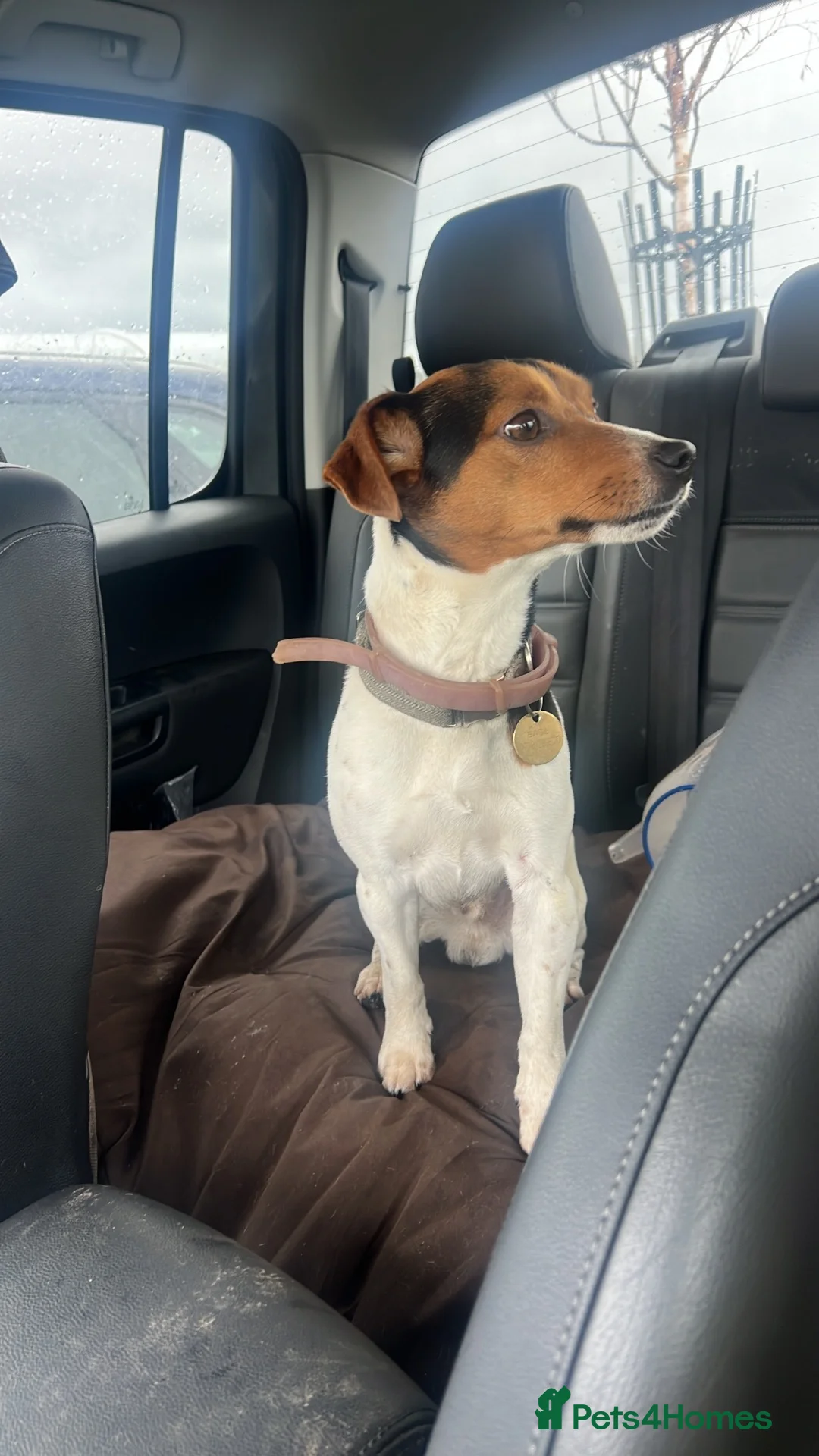 Jack Russell dogs for stud: Jack Russell for stud - Advert 7