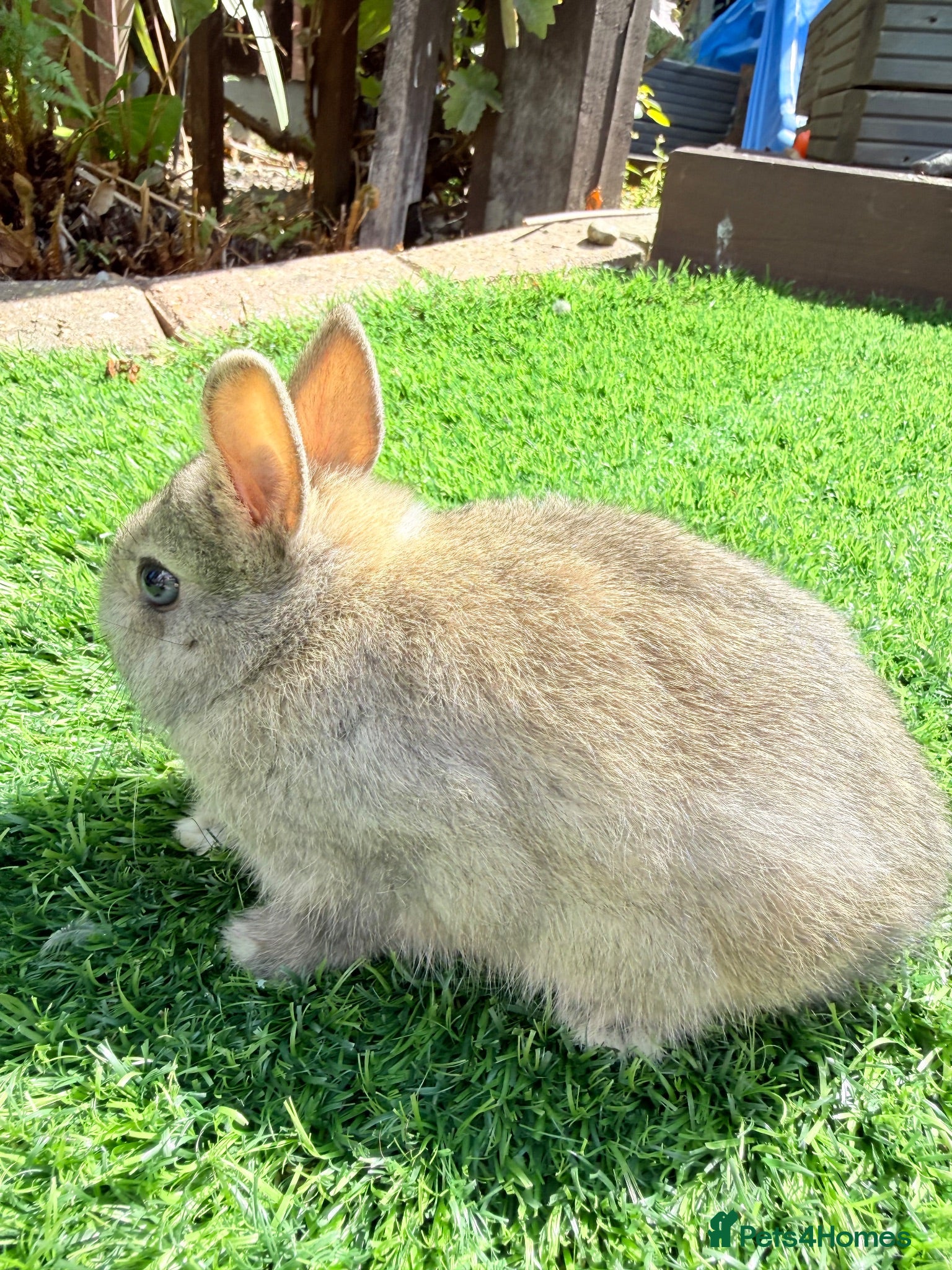 Netherland Dwarf rabbits Pure Netherland Dwarf  - Advert 2