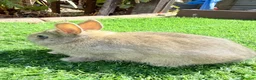 Netherland Dwarf rabbits for sale: Pure Netherland Dwarf  - Advert 3