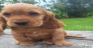 Cocker Spaniel dogs - Advert 20