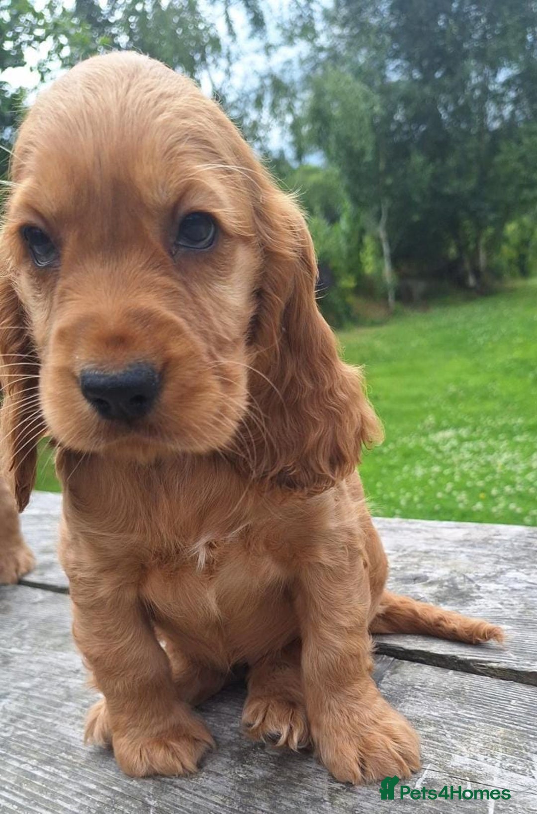 Cocker Spaniel dogs for sale: Health tested Cocker spaniel puppies - Image 2