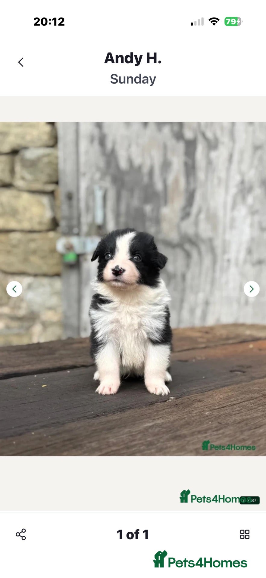 Border Collie dogs Fully health tested collie pups  - Advert 1