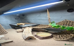 Bearded Dragon reptiles for sale: Bearded Dragon & full set up  - Image 4