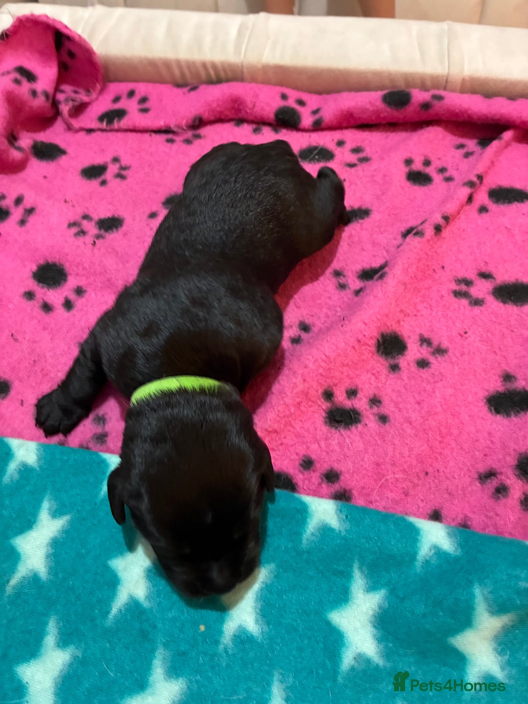 Labrador Retriever dogs for sale: KC RegisteredLabrador Puppies – Ready from 14/02 - Advert 10