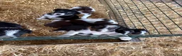 Border Collie dogs for sale: Border collie puppies - Advert 2
