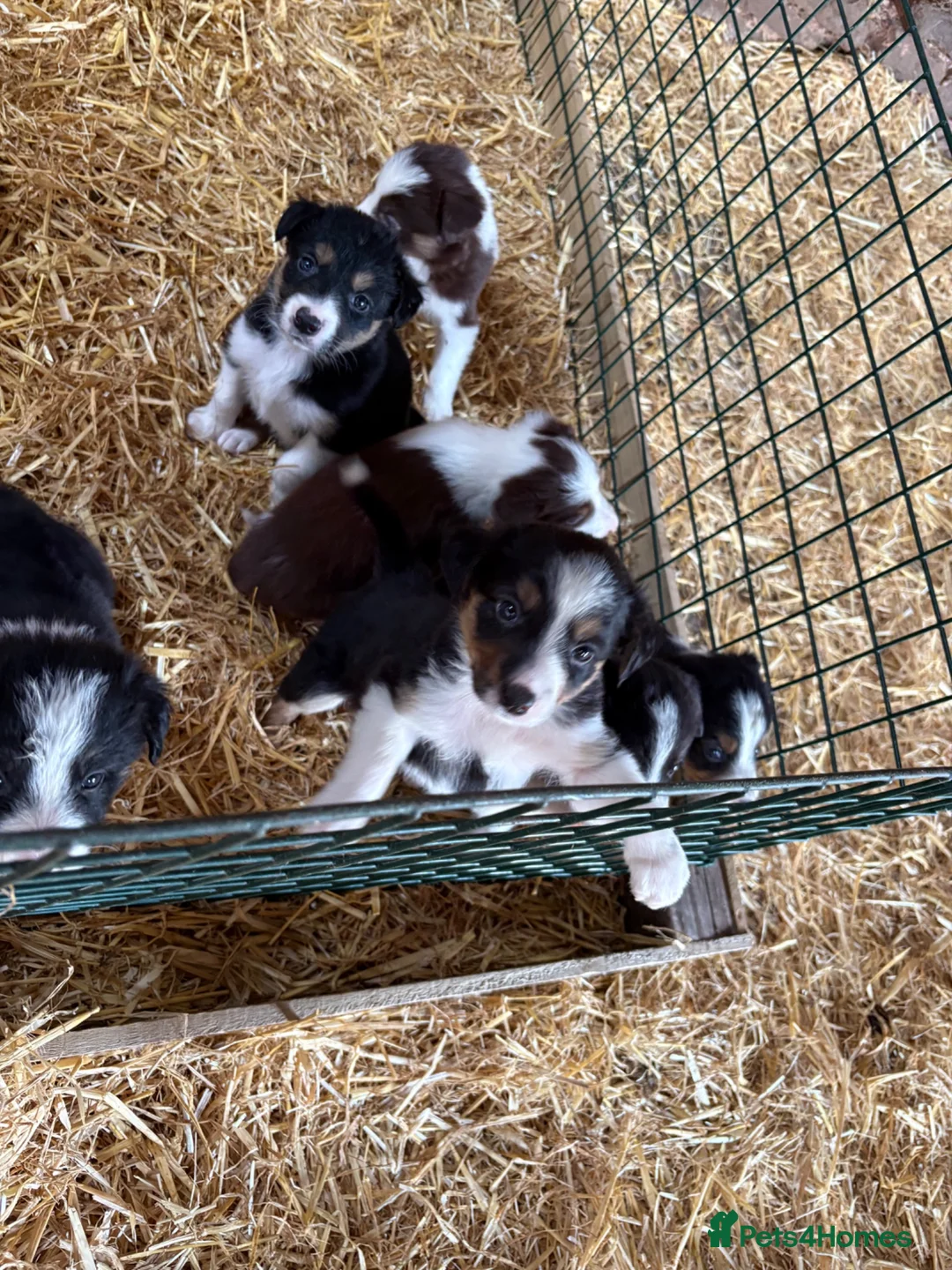 Border Collie dogs for sale: Border collie puppies - Advert 2