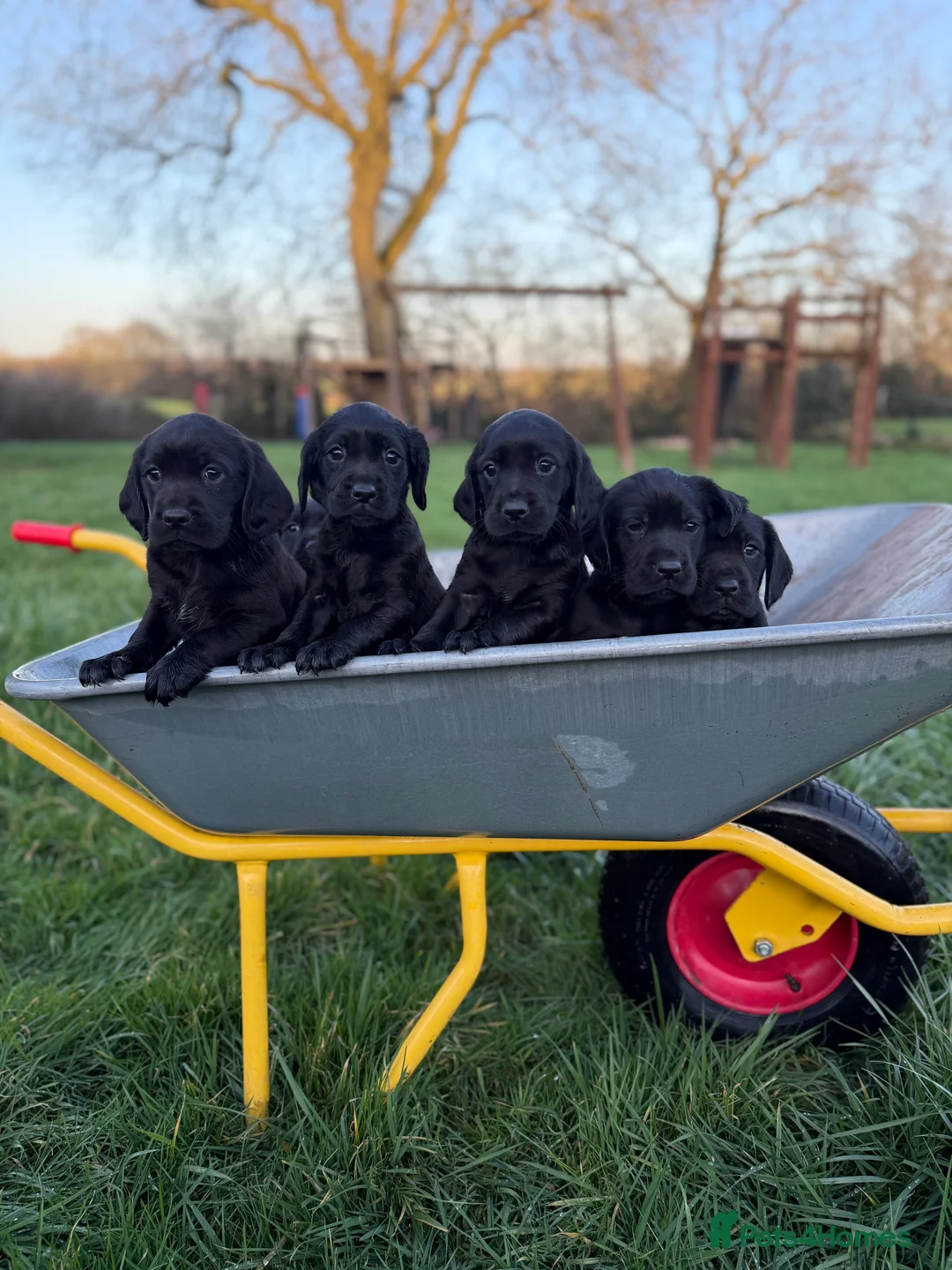 Cocker Spaniel dogs for sale: Stunning working cockers - Advert 1