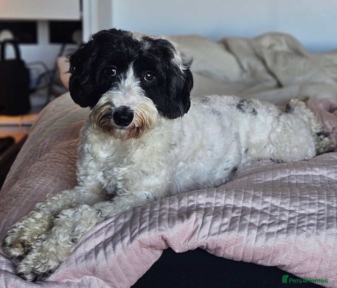 Cockapoo dogs for stud: Black and white partie cockapoo for stud - Advert 1