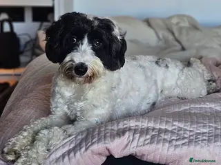 Cockapoo dogs Black and white partie cockapoo for stud - Advert 7