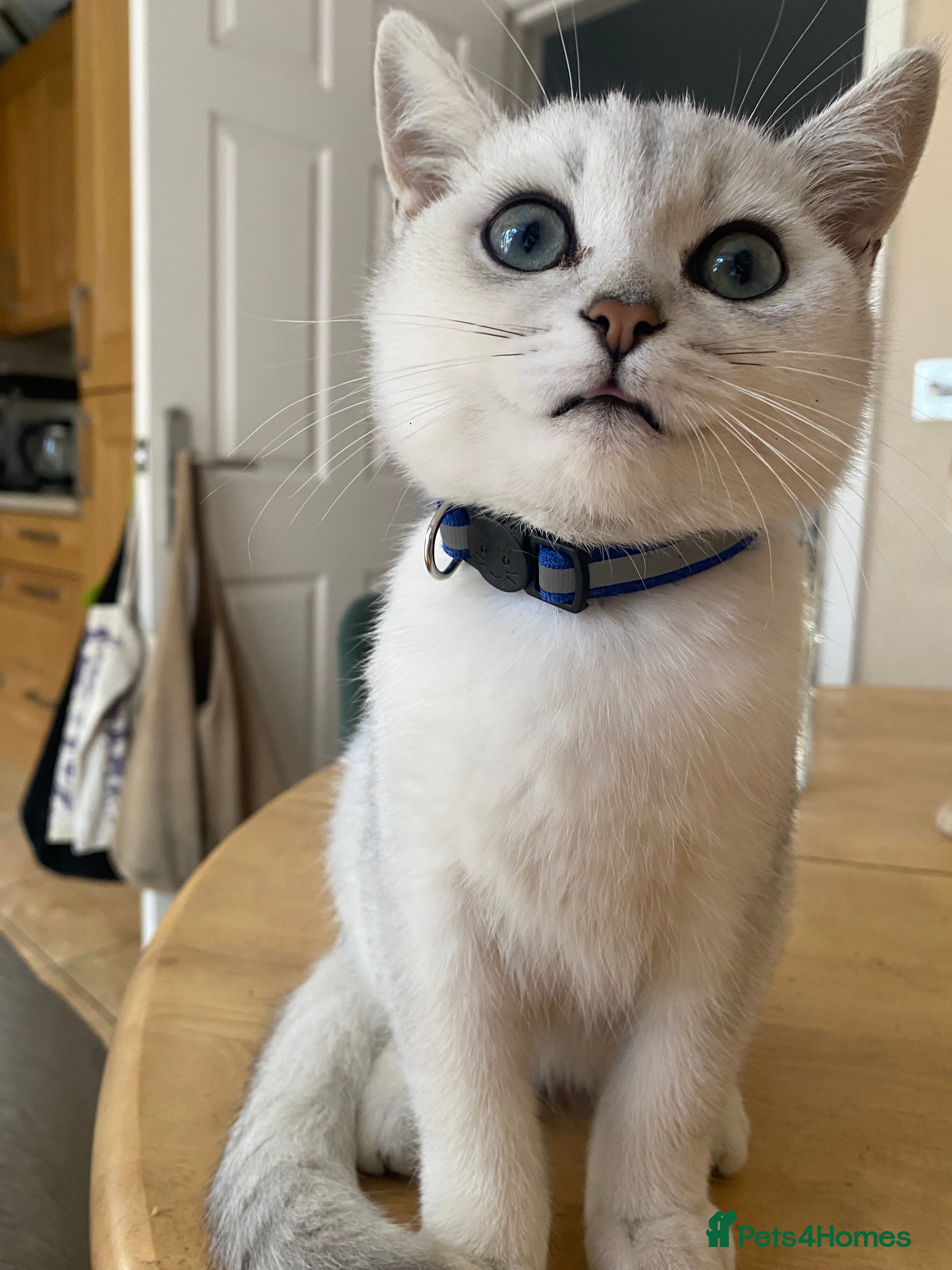 British Shorthair cats British Shorthair Golden & Silver Kittens  - Advert 2