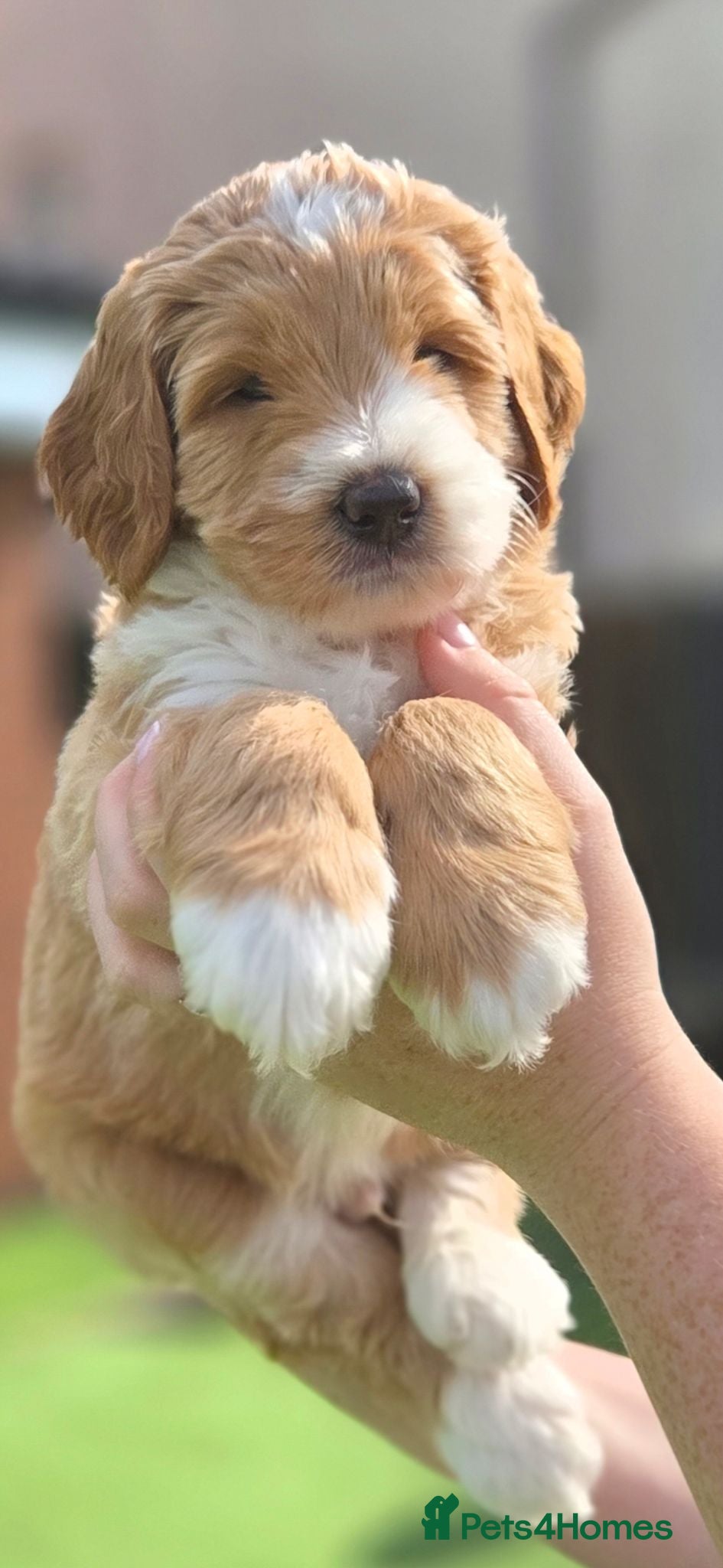 Australian Labradoodle dogs Australian Labradoodle Puppies - Advert 1