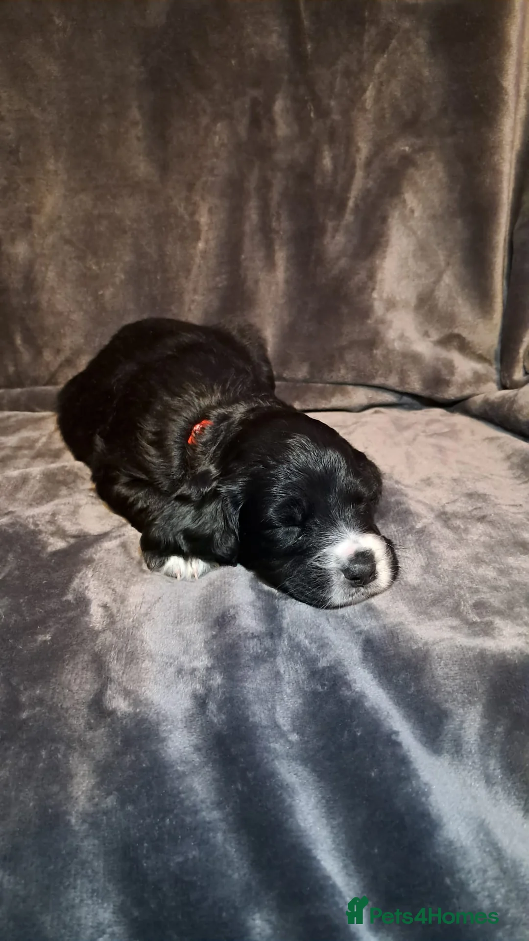 Cocker Spaniel dogs for sale: Adorable Cocker spaniel puppies  - Advert 9