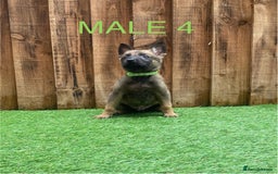 Belgian Shepherd Dog dogs for sale: Beautiful Belgium Malinois pups for sale  - Image 21