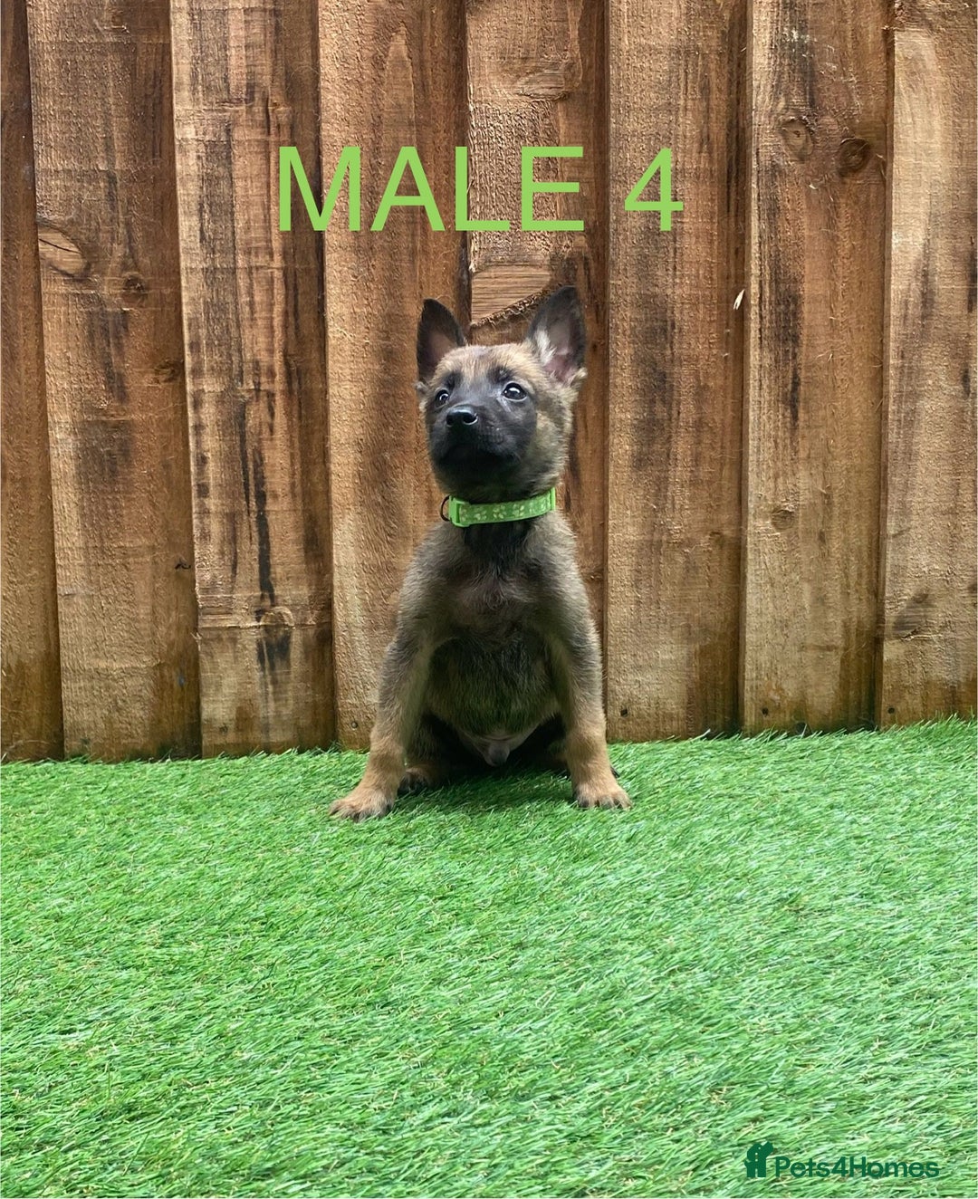 Belgian Shepherd Dog dogs for sale: Beautiful Belgium Malinois pups for sale  - Image 21