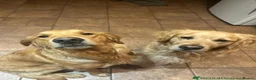 Golden Retriever dogs for sale: KC Registered Golden Retriever Puppies - Advert 20
