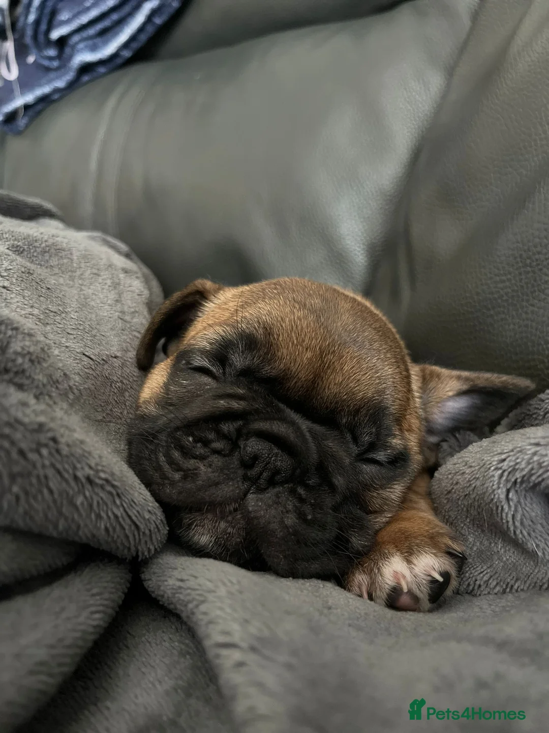 French Bulldog dogs for sale: Puppies for sale in Milton Keynes - Advert 2