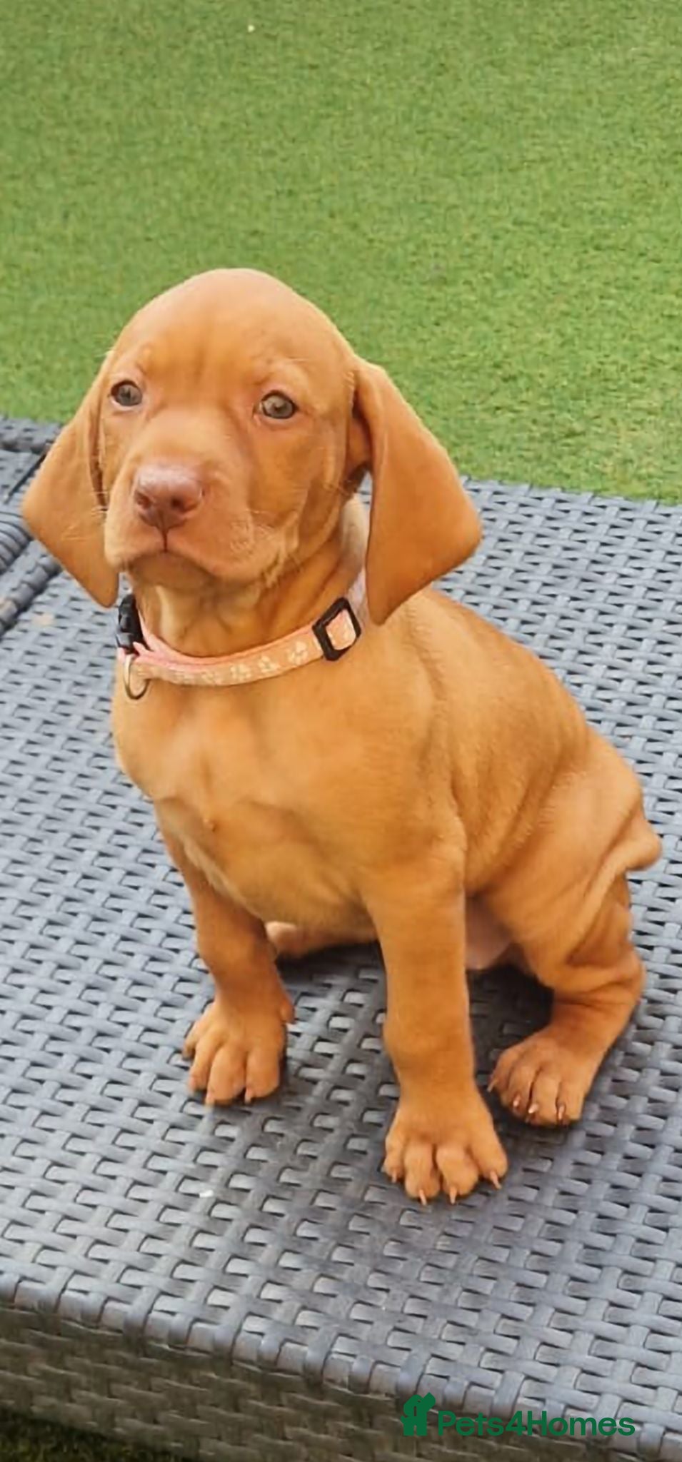 Hungarian Vizsla dogs Hungarian Vizsla Puppies KC Registered - Advert 2