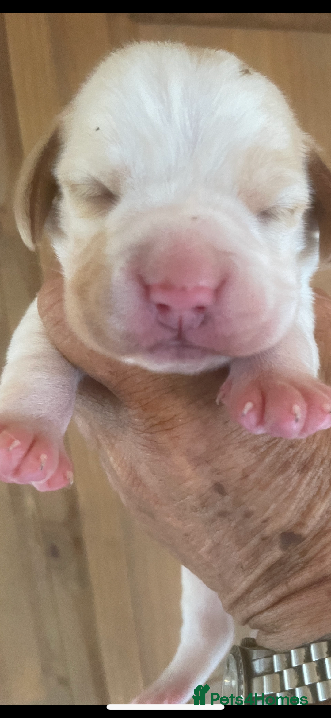 Beagle dogs for sale: Beautiful beagle boys kc reg ready 19 sept  - Image 14