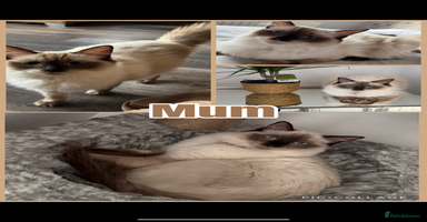 Ragdoll cats 👑 GCCF REGISTERED RAGDOLL KITTENS 👑 - Advert 10