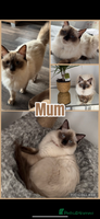 Ragdoll cats 👑 GCCF REGISTERED RAGDOLL KITTENS 👑 - Advert 10
