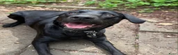 Labrador Retriever dogs for sale: Freya, sweet intelligent 1 year old Lab in Crowborough - Advert 2