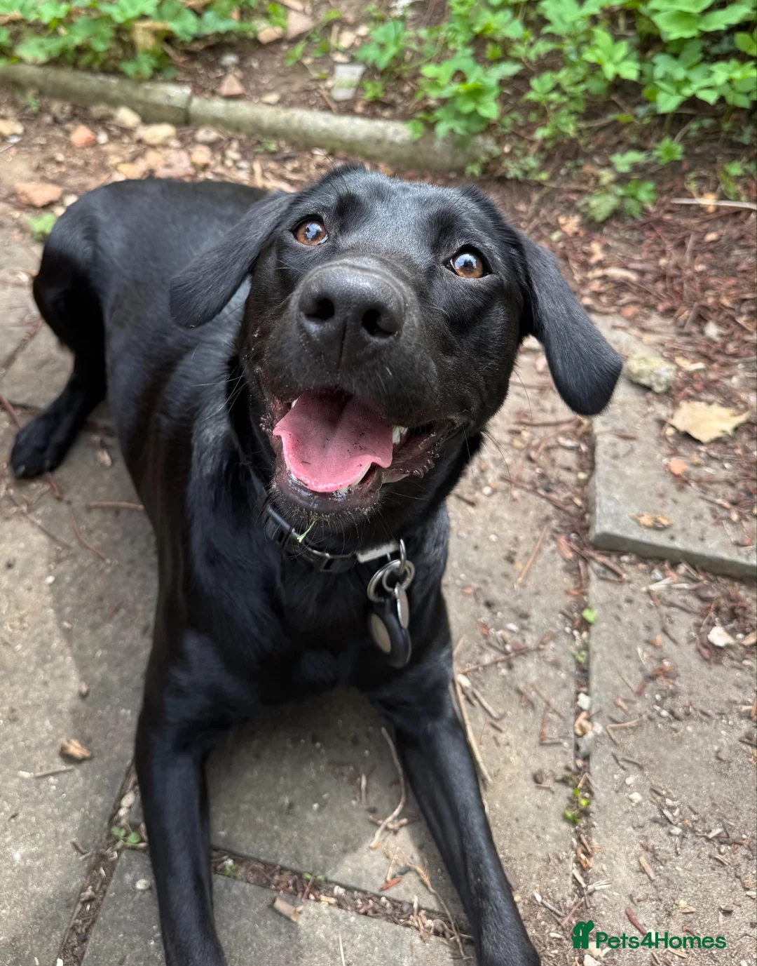 Labrador Retriever dogs for sale: Freya, sweet intelligent 1 year old Lab in Crowborough - Advert 2