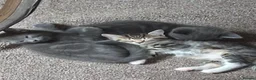 Mixed Breed cats for sale: Kittens mixed tabby in Boston - Advert 2