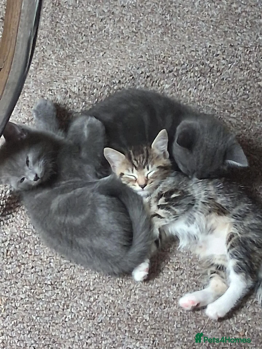 Mixed Breed cats for sale: Kittens mixed tabby in Boston - Advert 2