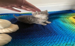 British Shorthair cats for sale: Good morning  - Image 5