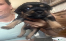 Mixed Breed dogs for sale: Beautiful dachshund/jug x terrier - Image 20