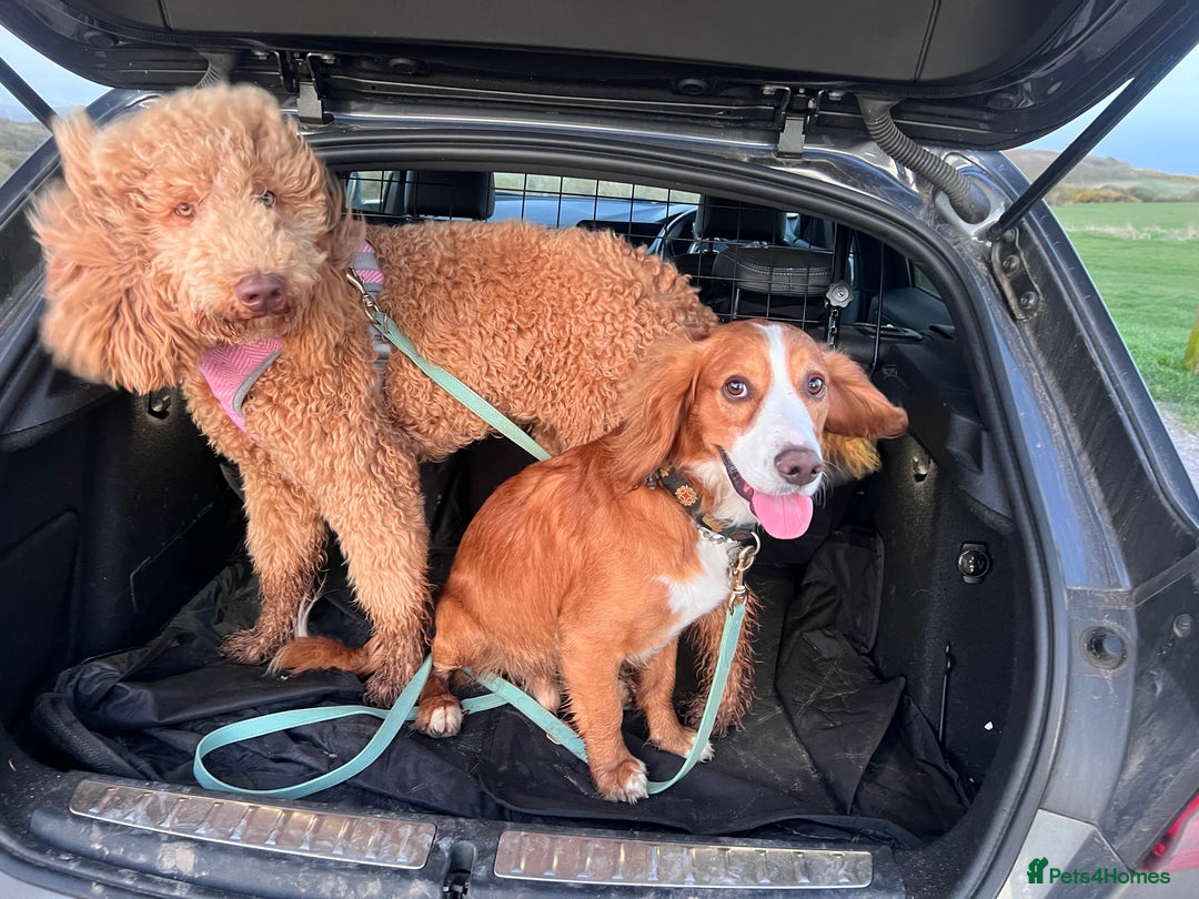 Cockapoo dogs for sale: Apricot F1B Cockapoo puppies - Advert 5