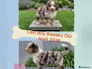 Cockapoo dogs LAST PUPPY REMAINING - 8 WEEKS OLD & READY NOW 🐶 - Advert 13