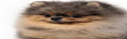 Pomeranian dogs for sale: 🧸 Quality looking teddy faced Pomeranians 🐶🫶🏼 - Advert 8