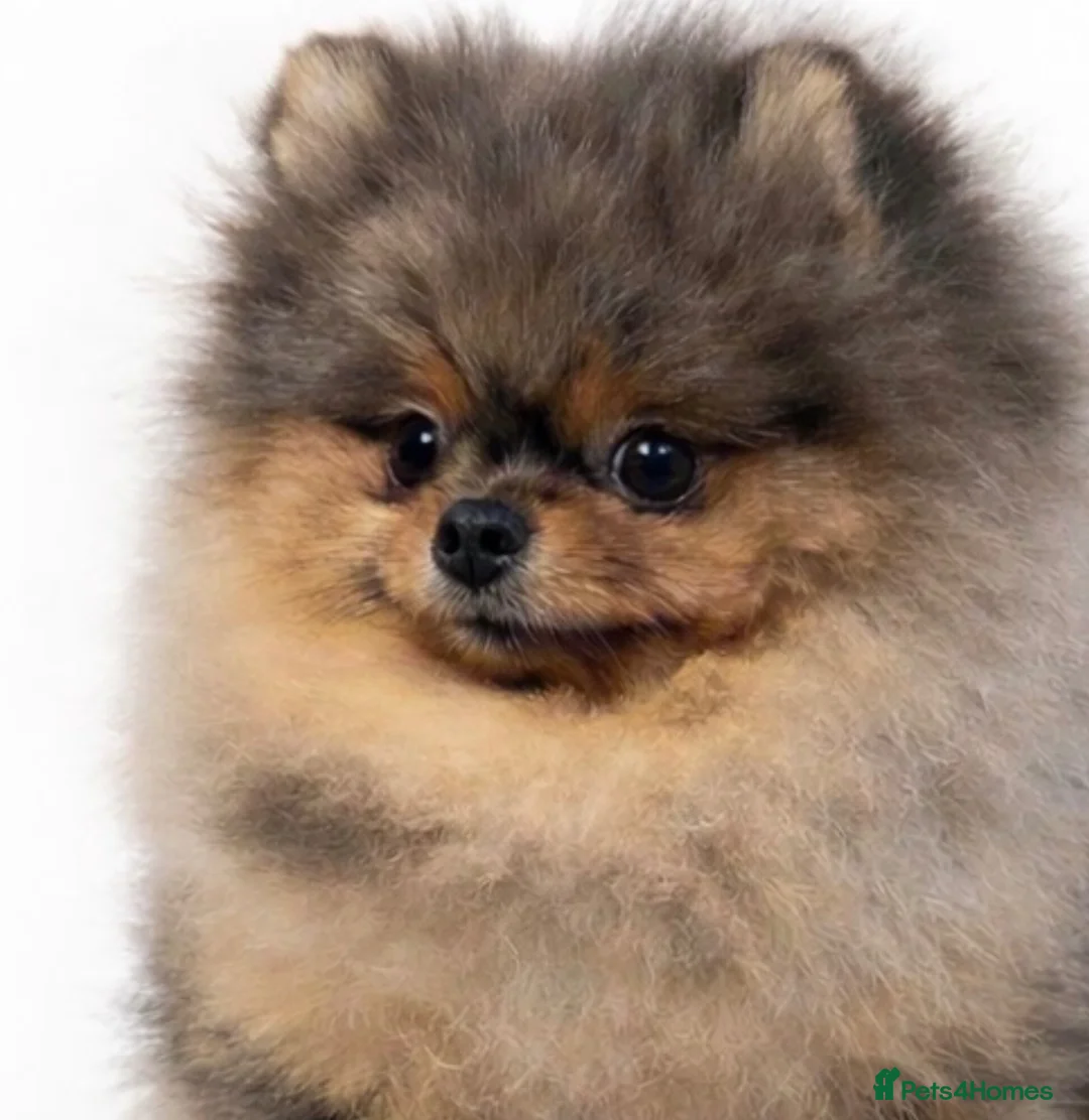Pomeranian dogs for sale: 🧸 Quality looking teddy faced Pomeranians 🐶🫶🏼 - Advert 8