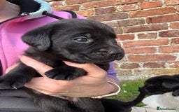Labrador Retriever dogs for sale: Stunning Black Labrador Puppies KC Parents  - Image 2