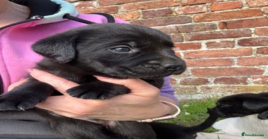 Labrador Retriever dogs - Advert 8