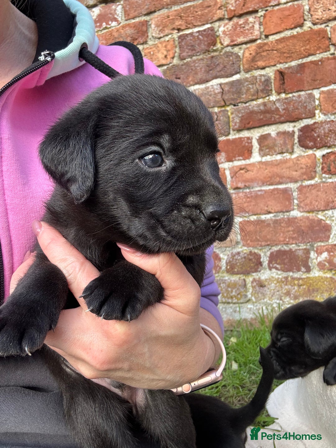 Labrador Retriever dogs for sale: Stunning Black Labrador Puppies KC Parents  - Image 2