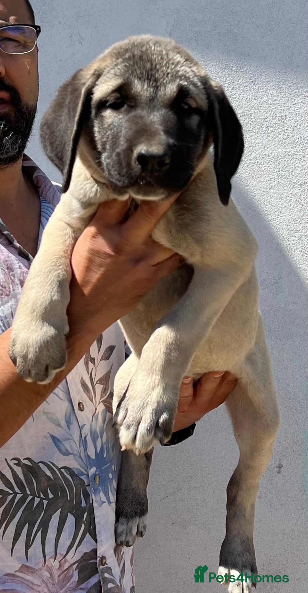 Anatolian Shepherd dogs for sale: Malakli Puppies - Image 23