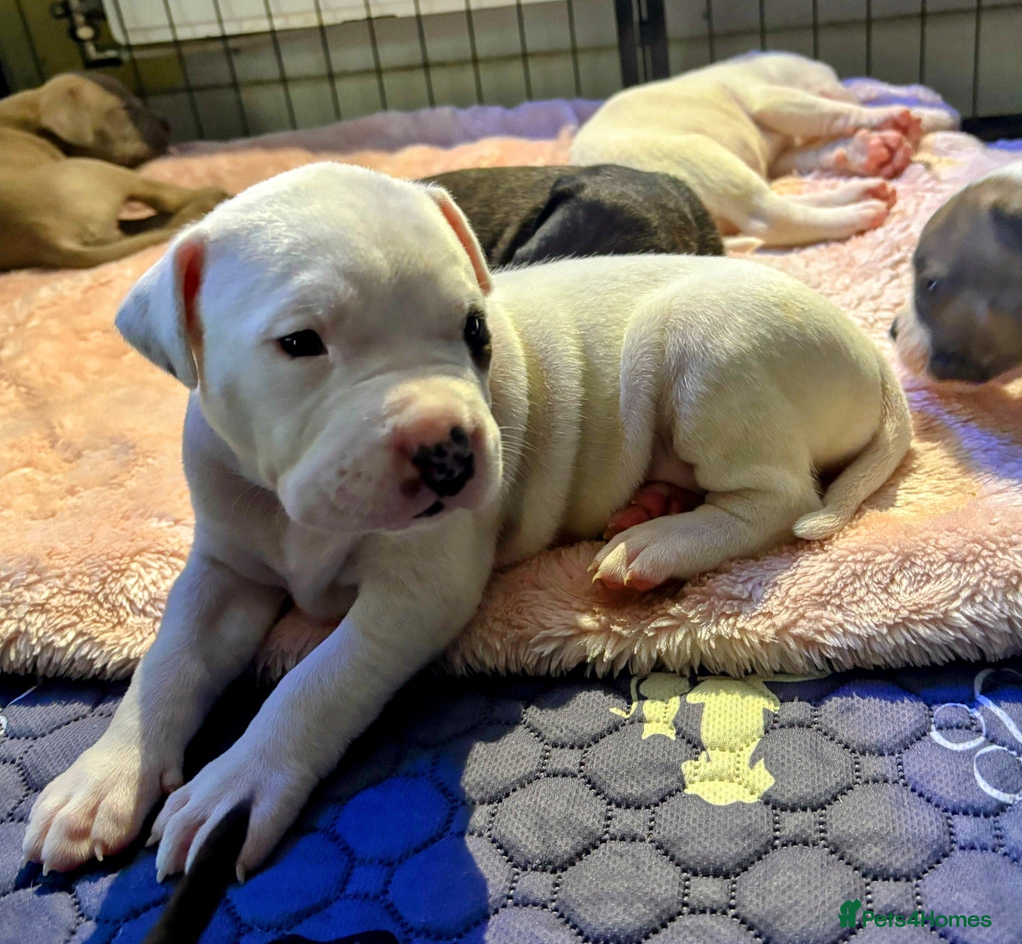 Mixed Breed dogs NEW VIDEOS ADDED Cane corso/Ambull/Amstaffpuppies  - Advert 15