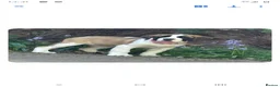 Saint Bernard dogs for sale: Beautiful saint Bernard puppies - Advert 11