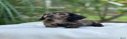 Miniature Dachshund dogs for sale: KC mini longhaired brindle dachshunds  - Advert 2