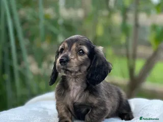 Miniature Dachshund dogs KC mini longhaired brindle dachshunds - Advert 11